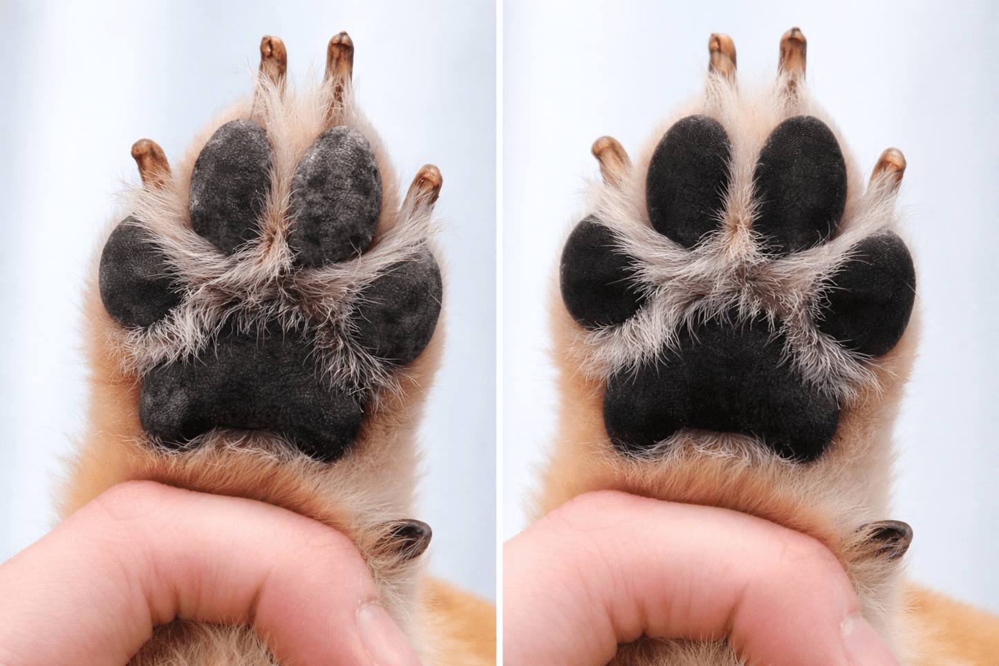 TisztaTappancs - TisztaTappancs