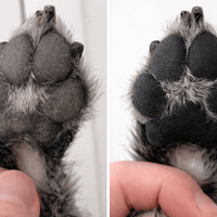 TisztaTappancs - TisztaTappancs