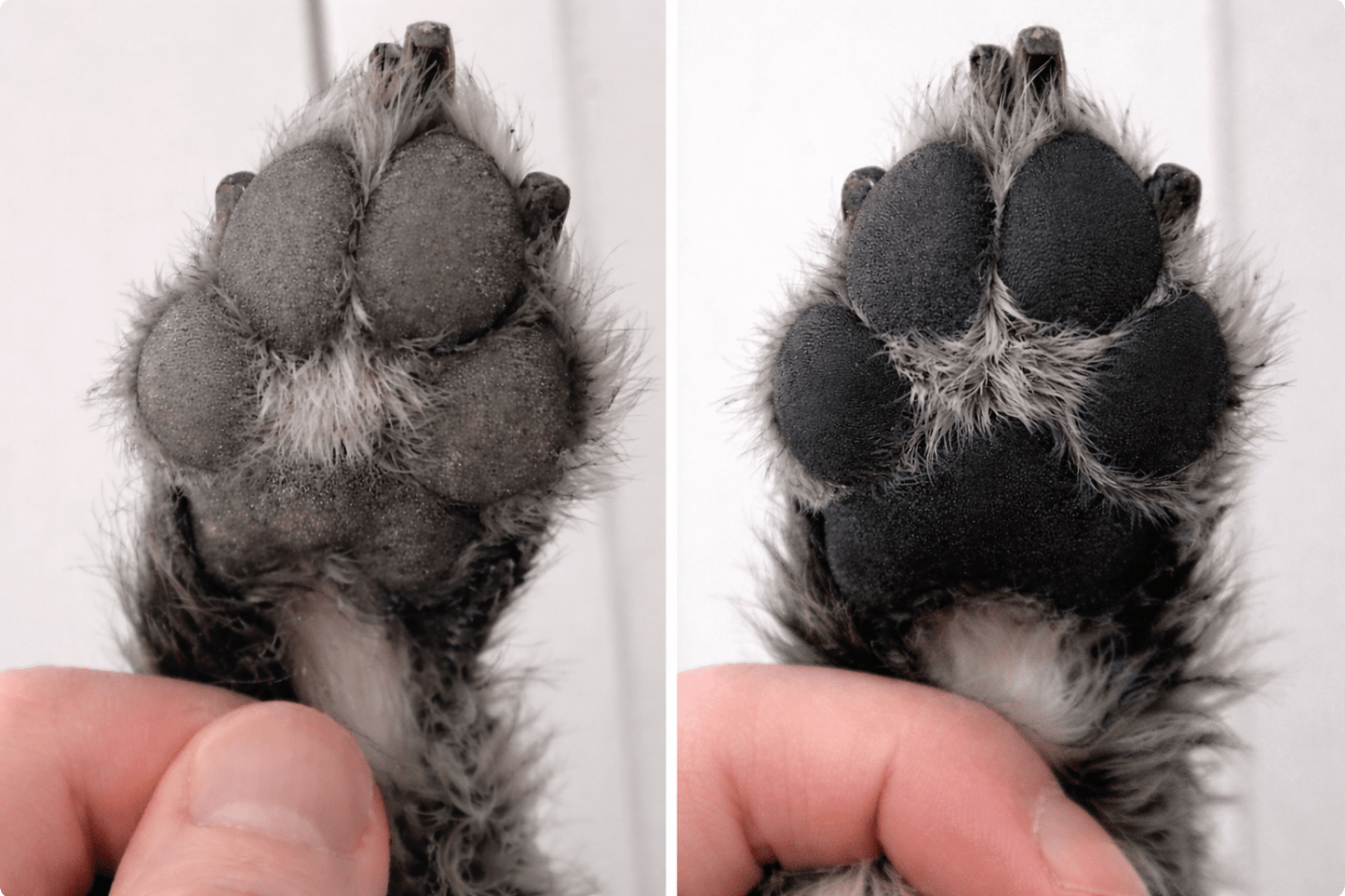 TisztaTappancs - TisztaTappancs