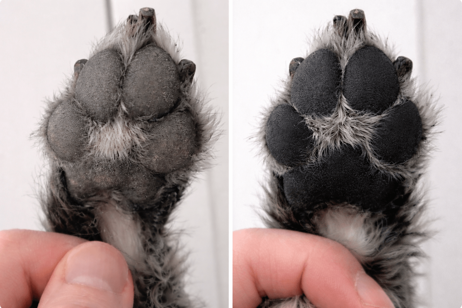 TisztaTappancs - TisztaTappancs