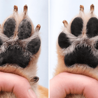 TisztaTappancs - TisztaTappancs