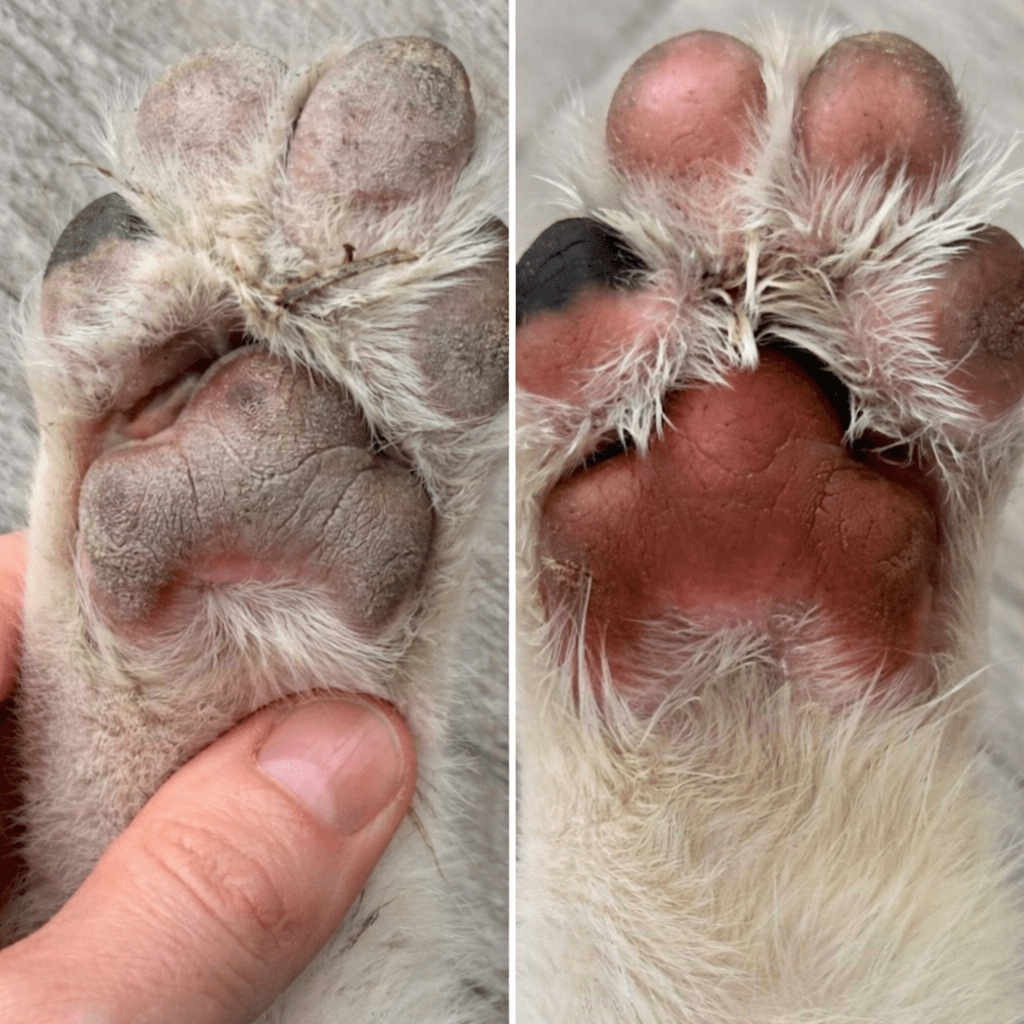 TisztaTappancs - TisztaTappancs